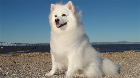 American Eskimo Dogs | Pet Health Insurance & Tips