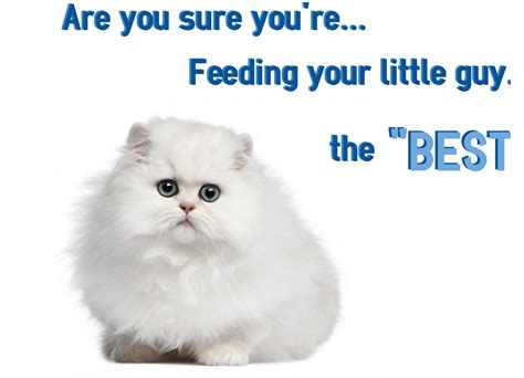 Top 5 Best Cat Food Brands