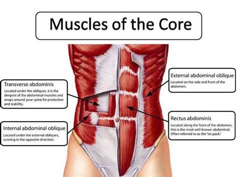 What are the Core Muscles?