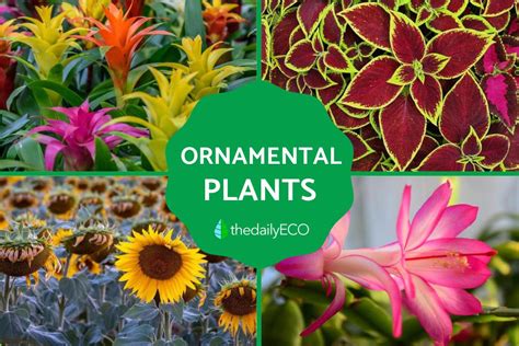 Ornamental Plants -Types, Photos and Importance