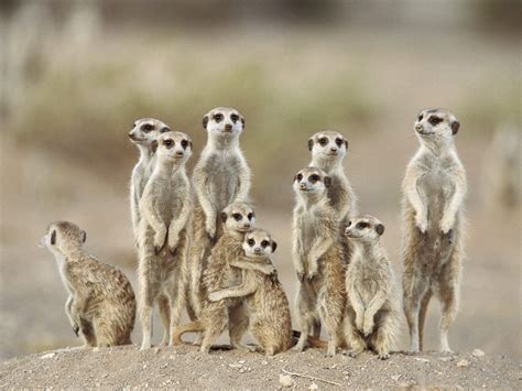 Animals: Directions, Meerkats, Kgalagadi Desert, Namibia, Africa, picture nr. 46