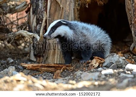 Badger In Their Natural Habitat Stock Photos, Images, & Pictures | Shutterstock