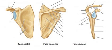 Escápula Diagram | Quizlet