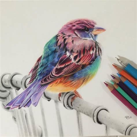 Bird Color Pencil Drawing By Karenhullart - Full Image