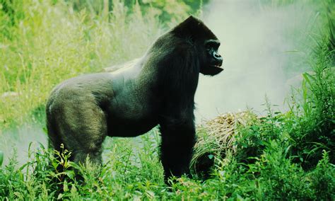 Eastern Lowland Gorilla | Species | WWF