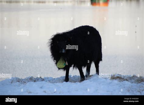 Wildlife in the Faroe Islands Stock Photo - Alamy