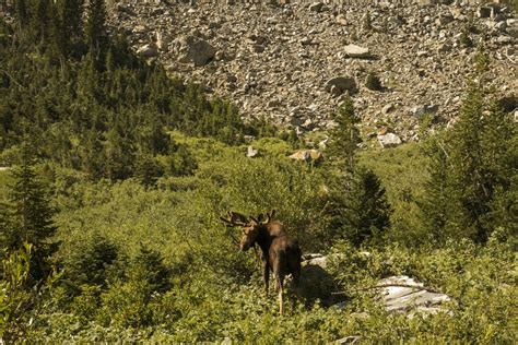 Paintbrush Canyon Cascade Canyon Loop: Complete Backpacking Guide