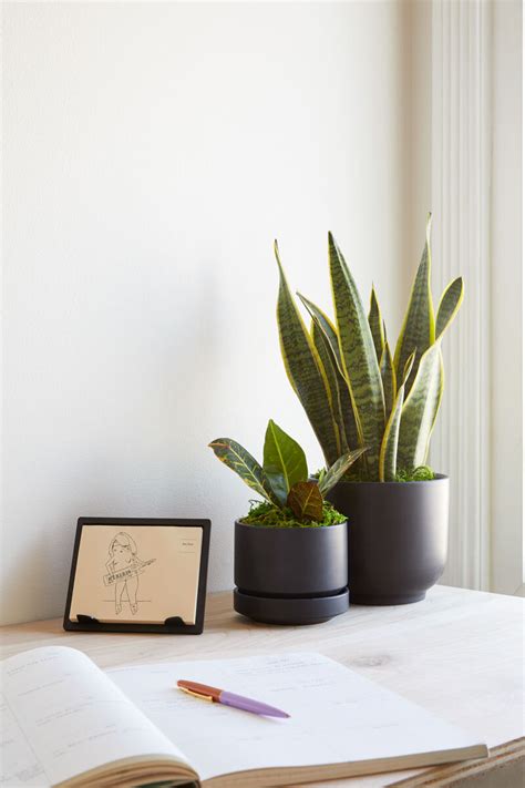 10 Perfect Desk Plants For Your Workspace — Plant Care Tips and More · La Résidence