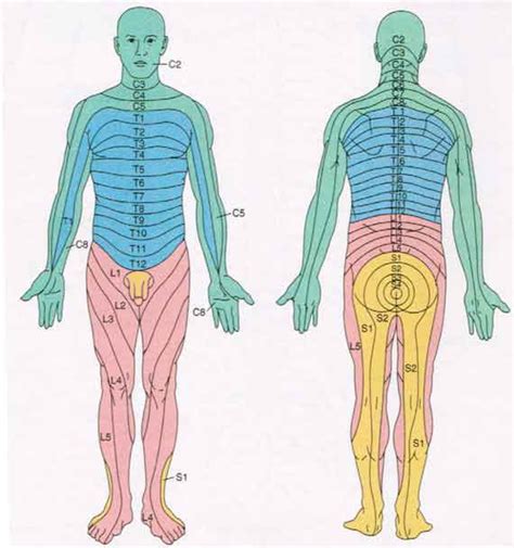 Spinal Cord Anatomy: Nerves, Impulses, Fluid, Vertebrae, Dermatomes