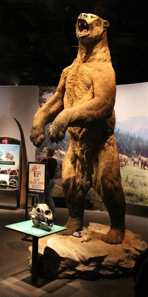 Short-faced bear – the largest bear of all time? | DinoAnimals.com