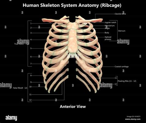 rib cage anatomy