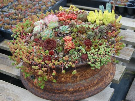 How to Grow and Care for Container Succulents | World of Succulents