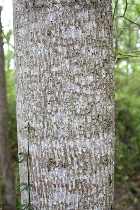 Tulip Poplar Tree Bark