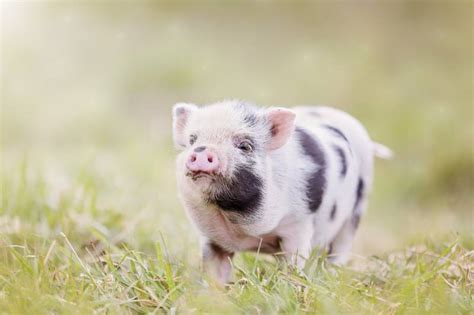 5 Important Facts About Teacup Pigs | Pet Keen