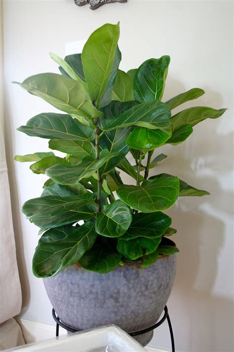 Fiddle Leaf Fig - Refresh Restyle