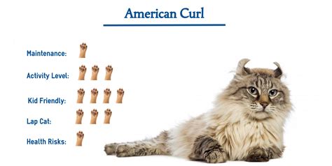 The American Curl Cat Breed… Everything You Need to Know at a Glance!