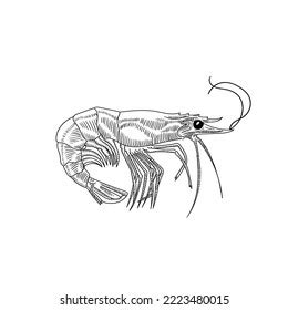 Vector Black White Illustration Shrimp On Stock Vector (Royalty Free) 2223480015 | Shutterstock