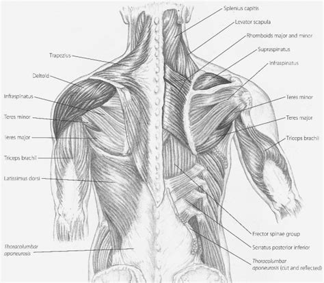 Back Neck Muscles Diagram