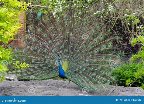 Peacock Spreading Its Wings Stock Image - Image of background, peafowl: 179163613