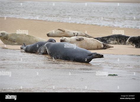 Grey and Common Seals at Blakeney Point North Norfolk. Taken during a point trip Stock Photo - Alamy