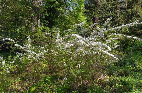 How to Grow and Care for Bridal Wreath Spirea