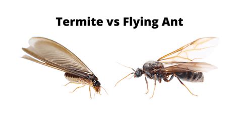 Flying Ants vs Termites - How To Tell The Difference