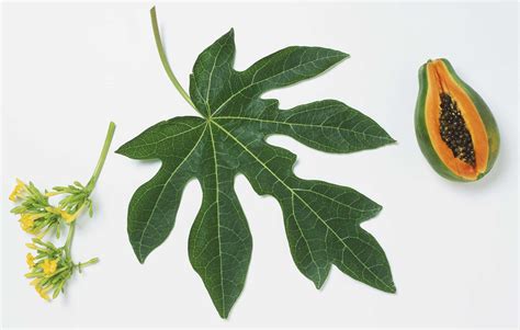 How to Identify Simple Lobed and Unlobed Leaves