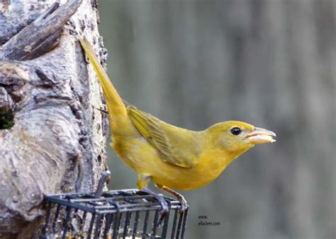 Summer Tanager, female. Piranga rubra | BirdForum