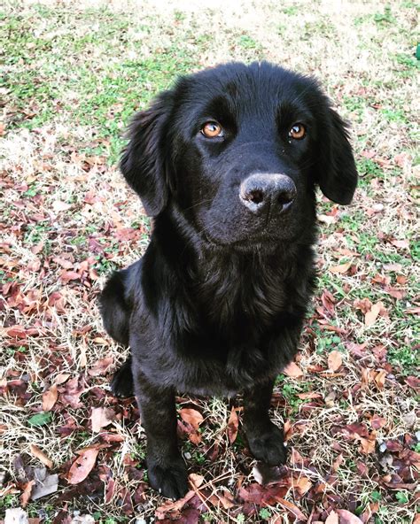 Labrador Mix Goldador Golden Retriever Puppies - Golden Retriever Lab Mix Get Your Facts About ...