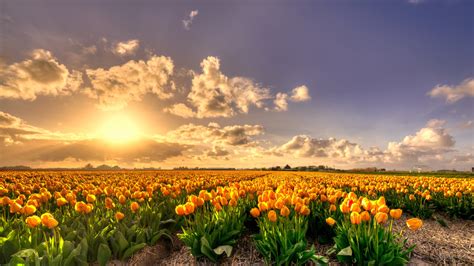 Tulip Fields Netherlands Wallpaper - FlowerWallpapero