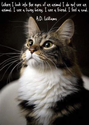 Cat Wisdom Quotes. QuotesGram