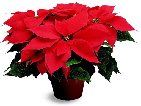 Illinois Poison Center Blog » poinsettia