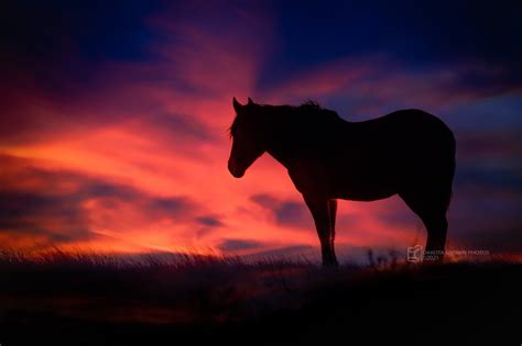 Wild Horse at Sunset - Dakota Grown Photos