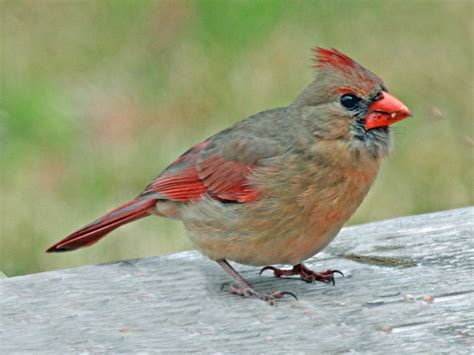 Birds of The World: Cardinals and Tanagers (Cardinalidae)