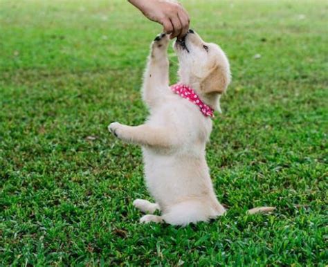 Discover the Adorable Golden Shepherd Puppies - A Complete Guide - Dogsintl