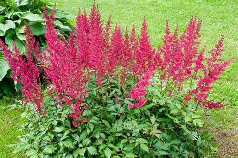 Astilbe Plants - The Colorful Heroes Of The Shade Garden