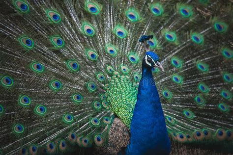 Close-up Photo of a Peacock Opening Colorful Wings Stock Image - Image of design, peacock: 187377607