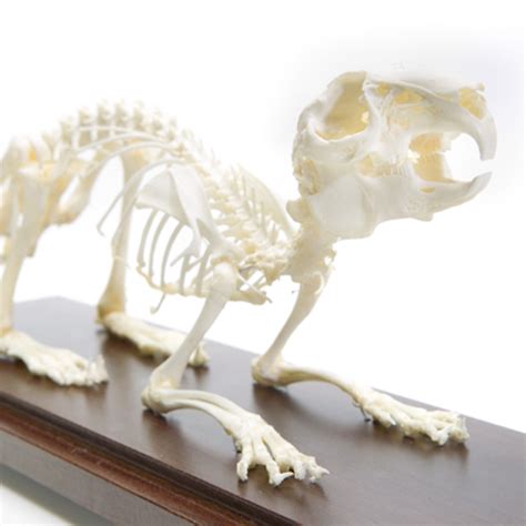 Rabbit Skeleton | Evolution Store