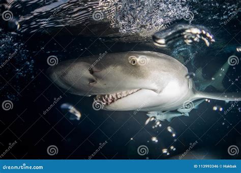 Lemon shark Bahamas stock photo. Image of diving, predator - 113993346