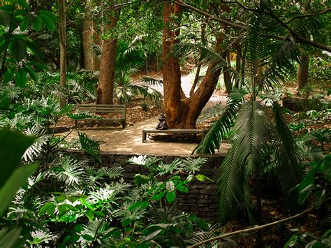 Brisbane Botanic Gardens Mt Coot-tha - Brisbane Living Heritage