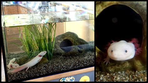 Aquarium Setup: Axolotl Tank - How to set up an Axolotl Tank Chords - Chordify