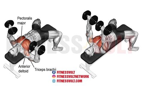 Dumbbell Bench Press (Chest) – Fitness Volt