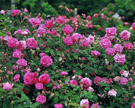 What Is An Old Garden Rose? - FineGardening