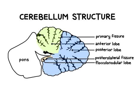 Pictures Of Cerebellum