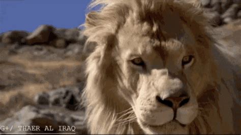 Lions Roar GIF - Lions Roar - Discover & Share GIFs