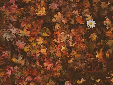 Download Autumn, Leaves, Foliage. Royalty-Free Stock Illustration Image - Pixabay