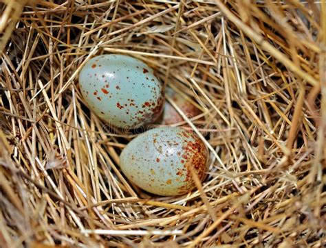 Colorful Tiny Bird Eggs Royalty Free Stock Images - Image: 26451689