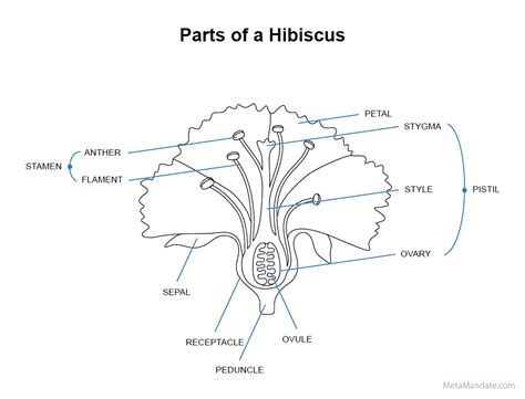 9 Hibiscus Flower Parts: Names and Functions? (+ Graphic)