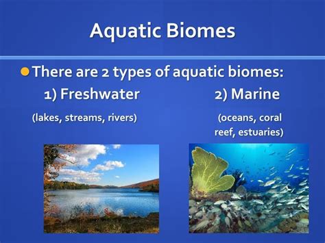 Science Aquatic Ecosystem/Biome Diagram | Quizlet