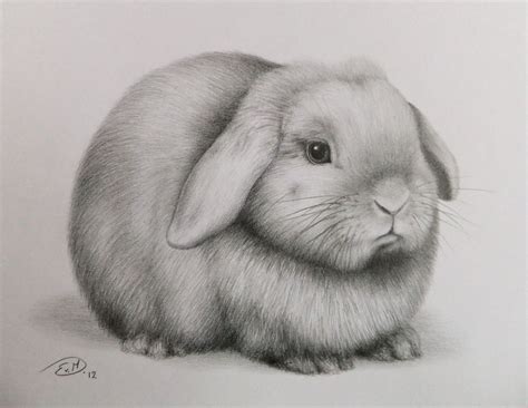 Rabbit | Realistic pencil drawings, Pencil drawings of animals, Animal drawings